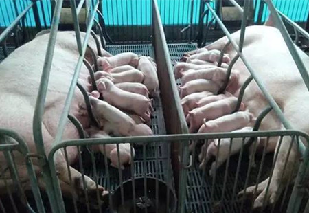 分胎次饲养究竟是怎么回事？是不是就是简单地建一个后备母猪培育场？