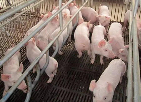 如何鉴别与管理病弱猪？