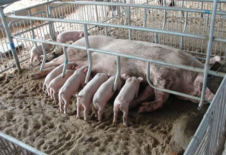 养猪管理上容易忽视的问题及漏洞