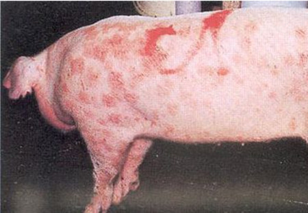 猪链球菌病的防治措施