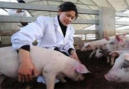 养猪人需要的了解的猪病防治的规则