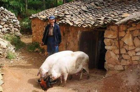 生猪养殖接近亏损点，猪价上涨的时机在哪里