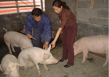生猪养殖接近亏损点，猪价上涨的时机在哪里