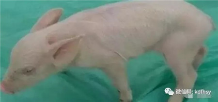 猪常见皮肤病图集，有效的治疗方法，一定要收藏！