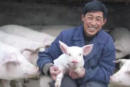 当养猪人拥有这五大珍贵美德，养殖事业会越来越好