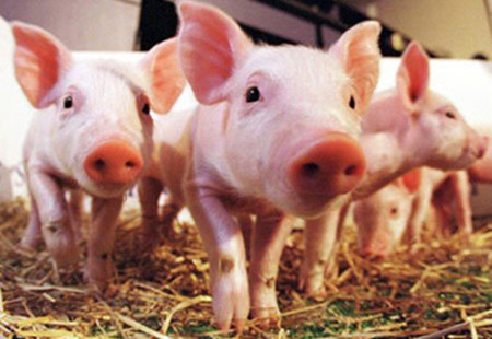 六月养猪需要注意的四大事项