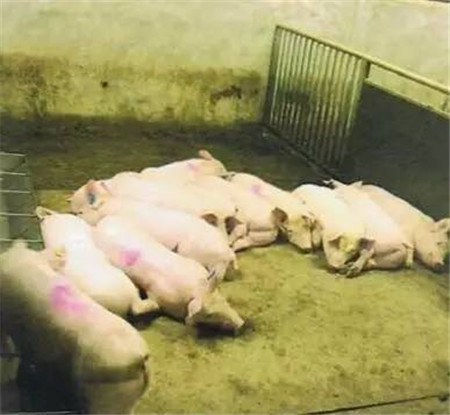 猪只感受到温暖和寒冷时会有什么行为？