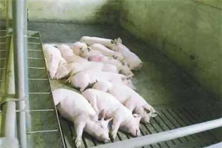 猪只感受到温暖和寒冷时会有什么行为？