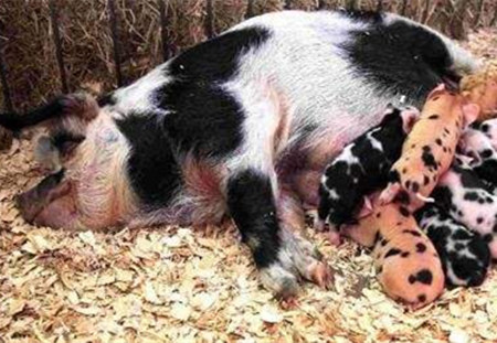 输精时间对后备母猪受胎率和产仔数的影响