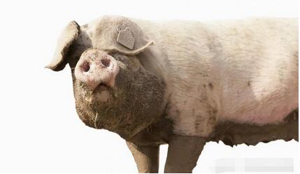 牛猪存在导致猪多肉少屠宰压价？论牛猪养殖户功与过