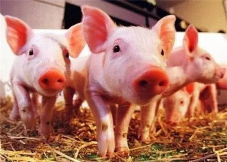 纵横产品猪场用药方案