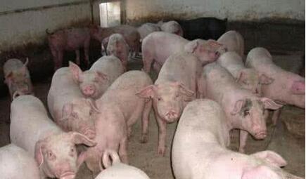 好消息：国家出手助猪农度难关！猪肉竞价交易开始！