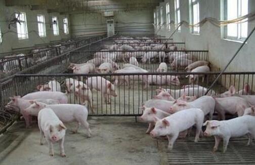 环保重压下 私人养猪场迈向“正规军”