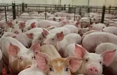 近年来和今后可能还会存在的中国国内养猪的不利因素