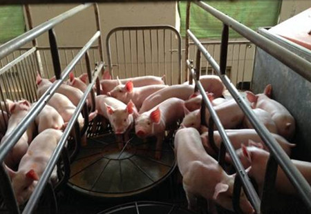 氯前列烯醇5招妙用，降低养猪成本！