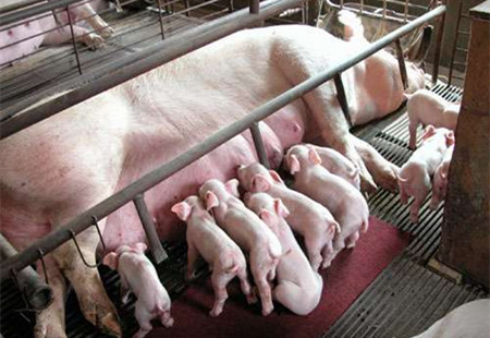 母猪的自然繁殖图片