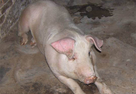 猪肺炎的特点及防治措施