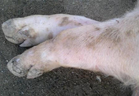 五大措施控制住猪场口蹄疫的发生和流行