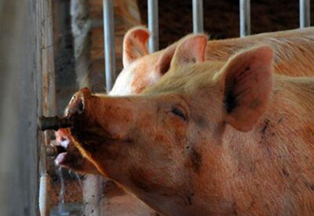 90%的养殖户都忽视了猪饮水的问题，结果……