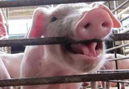 猪也具有喜怒哀乐，养猪人应如何善待？