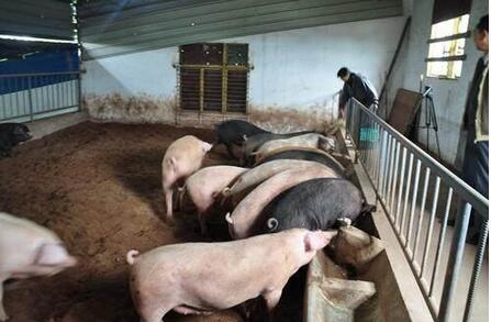 家庭农场养猪，在猪饲料使用上的几个误区