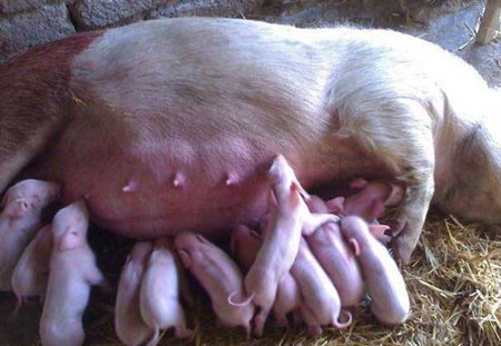 母猪产后不得不知的11大疾病，是养好母猪的关键