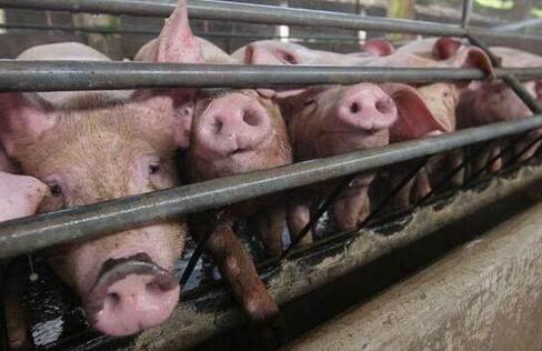家庭农场养猪，在猪饲料使用上的几个误区