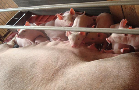 湿热季节对于养猪生产成绩的影响及对策！