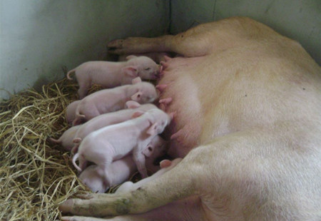 养了这么多年的母猪，母猪的泌乳规律，你知道吗？