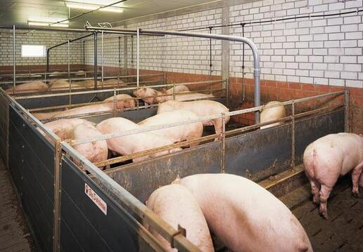 后备母猪的培育，猪舍的合理改造，该怎么做？