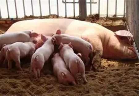 想知道怎样养好哺乳母猪吗？关键点在这！