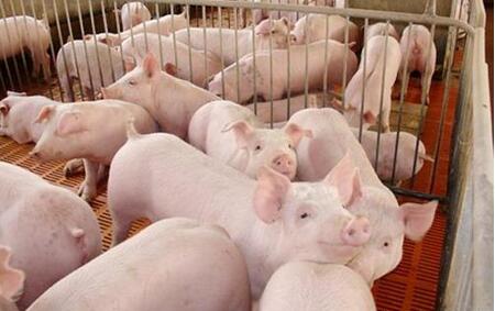 夏季养猪，如何避免猪舍高温高湿？这里有7点建议！