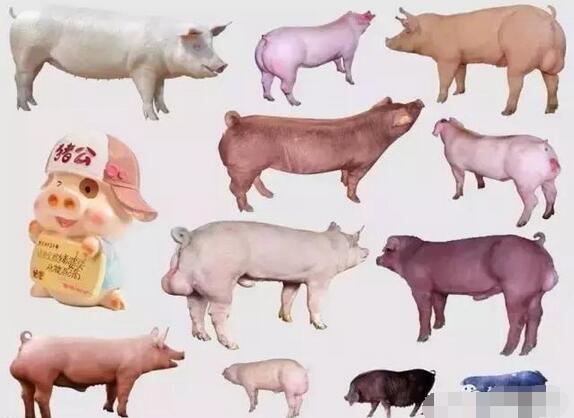 近5年来，养猪技术有这10大革新技术，你会吗？