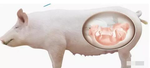 让你练就一双火眼金睛的慧眼，快速准确判断母猪是否怀孕！