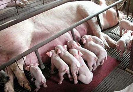 种公猪、母猪繁殖障碍病的防治！你知道多少？