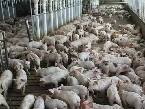 看欧美等发达国家的大型猪场是如何处理猪粪尿污水问题的？