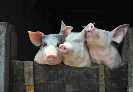 益生素在养猪业中的应用