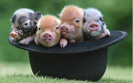 猪价低位引发养殖户的压栏 新一轮博弈已经开始