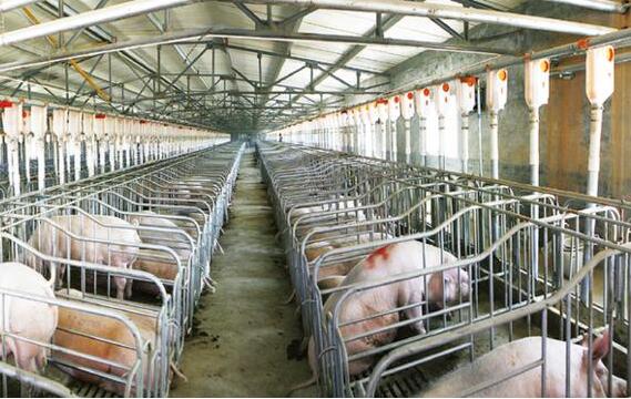 学会科学养猪 学习研究并借鉴养猪场工厂化养猪的成功经验