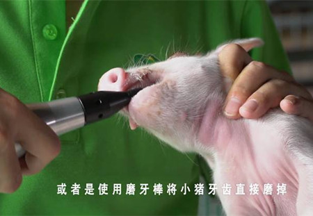 操作简单的小猪伤口管理