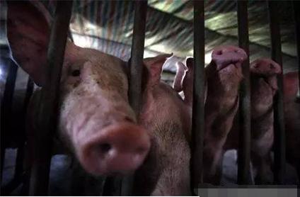 高温预防猪采食量下降，饲喂方式是重点啊