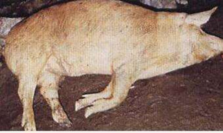 猪魏氏梭菌病导致急性胀肚快速死亡病例的诊断和防治