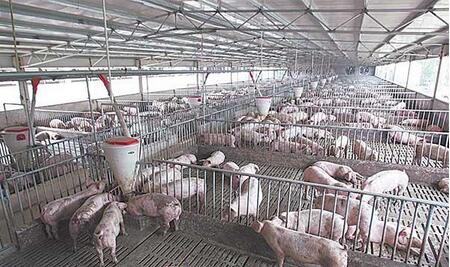 猪价不断下跌，专家预测下行行情将持续到明年上半年