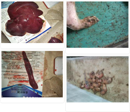 猪瘟、传染性胸膜肺炎混合感染防治措施