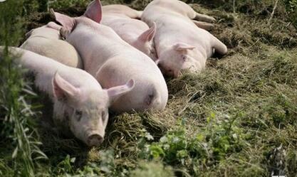 业界专家：越南猪肉将促进海内猪价回暖