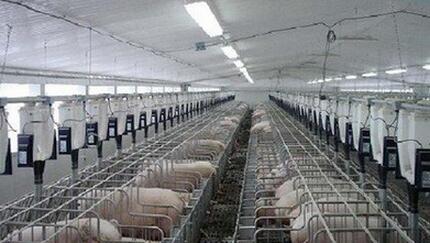 从生猪周期看养殖行业的主要特征和面临的挑战