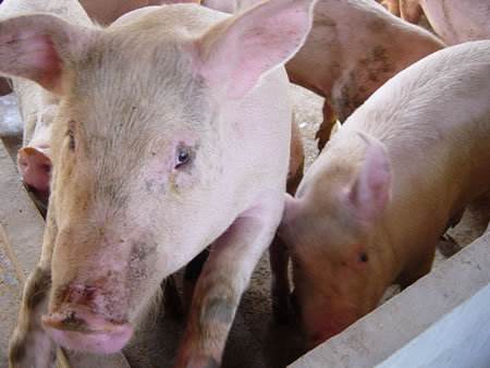 保肝思路对于养猪生产中的诸多问题解决方案有多重要！