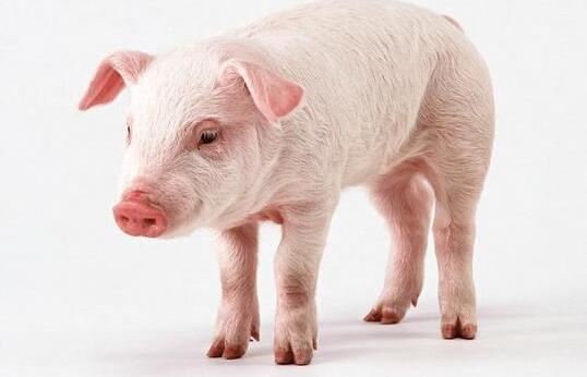 养猪人的好消息，猪价大范围上涨，这样的上涨会持续吗？