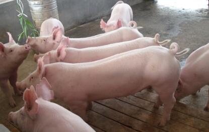 猪价连涨，局地涨幅超1块，养殖户能笑多久