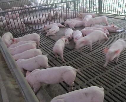 发酵床养猪的优点有哪些？最起码不让乡亲们闻臭味了